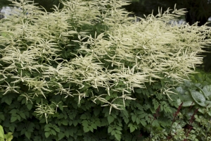 Aruncus 'Misty Lace' New 2023